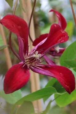 Gravetye Beauty Clematis - 1 Gallon Pot -Wilson Bros Gardens Plant Sales Store clematis texensis gravetye beauty 7