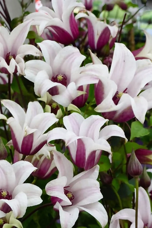 Princess Kate Clematis - 1 Gallon Pot 8 Princess Kate Clematis - 1 Gallon Pot - Image 8