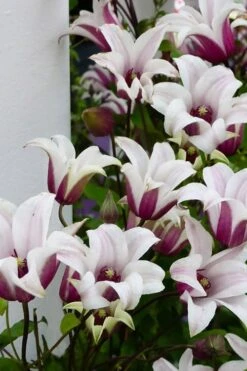 Princess Kate Clematis - 1 Gallon Pot 19 Princess Kate Clematis - 1 Gallon Pot -Wilson Bros Gardens Plant Sales Store clematis texensis princess kate 15