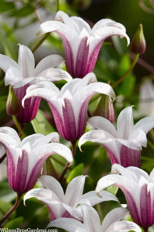 Princess Kate Clematis - 1 Gallon Pot 1 Princess Kate Clematis - 1 Gallon Pot