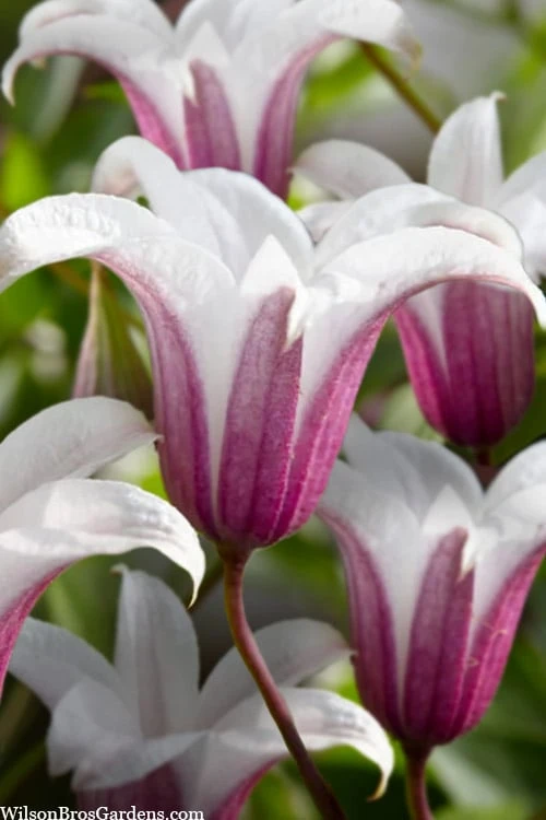 Princess Kate Clematis - 1 Gallon Pot 5 Princess Kate Clematis - 1 Gallon Pot - Image 5