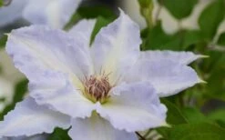 Tranquilite Clematis - 1 Gallon Pot -Wilson Bros Gardens Plant Sales Store clematis tranquilete 1