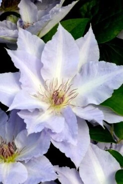 Tranquilite Clematis - 1 Gallon Pot -Wilson Bros Gardens Plant Sales Store clematis tranquilete 3