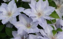 Tranquilite Clematis - 1 Gallon Pot -Wilson Bros Gardens Plant Sales Store clematis tranquilete 4