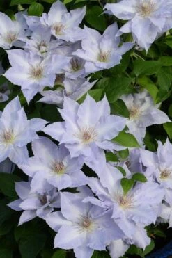 Tranquilite Clematis - 1 Gallon Pot -Wilson Bros Gardens Plant Sales Store clematis tranquilite 11