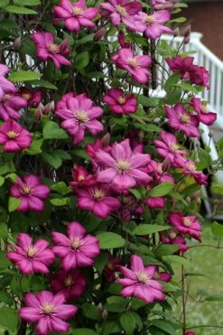 Ville De Lyon Clematis - 1 Gallon Pot 11 Ville De Lyon Clematis - 1 Gallon Pot -Wilson Bros Gardens Plant Sales Store clematis ville de lyon 2