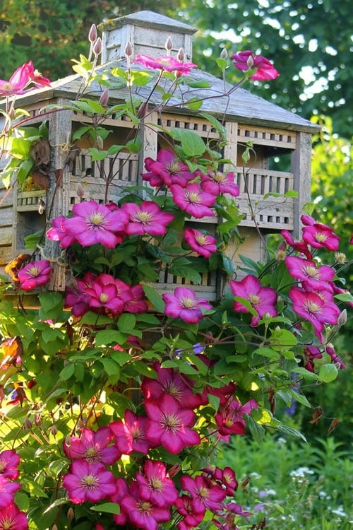 Ville De Lyon Clematis - 1 Gallon Pot 4 Ville De Lyon Clematis - 1 Gallon Pot - Image 4