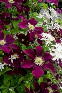 Warsaw Nike Clematis - 1 Gallon Pot 12 Warsaw Nike Clematis - 1 Gallon Pot -Wilson Bros Gardens Plant Sales Store clematis warsaw nike 11