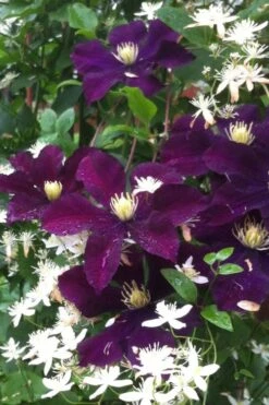 Warsaw Nike Clematis - 1 Gallon Pot 11 Warsaw Nike Clematis - 1 Gallon Pot -Wilson Bros Gardens Plant Sales Store clematis warsaw nike 12