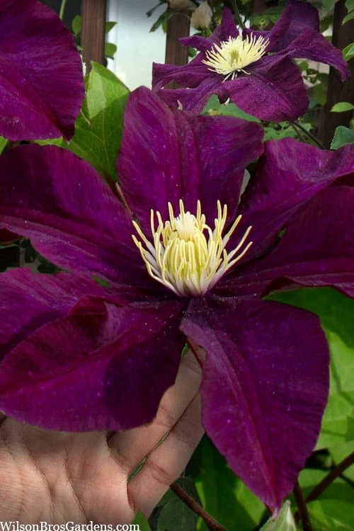 Warsaw Nike Clematis - 1 Gallon Pot 1 Warsaw Nike Clematis - 1 Gallon Pot