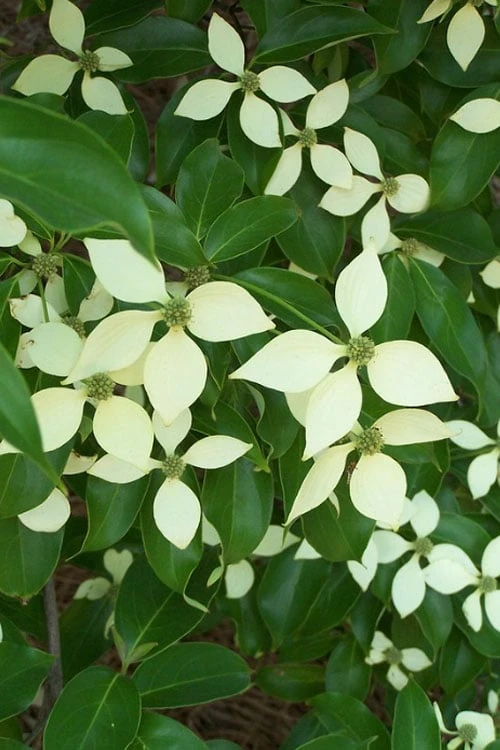Bernice Evergreen Dogwood Tree (Cornus Angustata) - 2 Gallon Pot 6 Bernice Evergreen Dogwood Tree (Cornus Angustata) - 2 Gallon Pot - Image 6