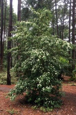Bernice Evergreen Dogwood Tree (Cornus Angustata) - 2 Gallon Pot 10 Bernice Evergreen Dogwood Tree (Cornus Angustata) - 2 Gallon Pot -Wilson Bros Gardens Plant Sales Store cornus angustata bernice evergreen dogwood tree 4