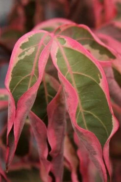 Wolf Eyes Variegated Kousa Dogwood - 5 Gallon Pot 15 Wolf Eyes Variegated Kousa Dogwood - 5 Gallon Pot -Wilson Bros Gardens Plant Sales Store cornus kousa wolf eyes dogwood tree 22