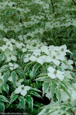 Wolf Eyes Variegated Kousa Dogwood - 5 Gallon Pot 17 Wolf Eyes Variegated Kousa Dogwood - 5 Gallon Pot -Wilson Bros Gardens Plant Sales Store cornus kousa wolf eyes dogwood tree 24