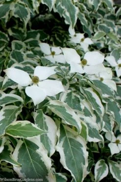 Wolf Eyes Variegated Kousa Dogwood - 5 Gallon Pot 13 Wolf Eyes Variegated Kousa Dogwood - 5 Gallon Pot -Wilson Bros Gardens Plant Sales Store cornus kousa wolf eyes dogwood tree 26