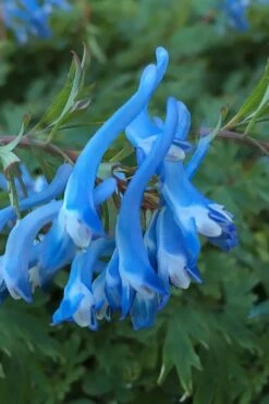 Hillier Porcelain Blue Corydalis - 1 Gallon Pot -Wilson Bros Gardens Plant Sales Store corydalis flexuosa porcelian blue 3