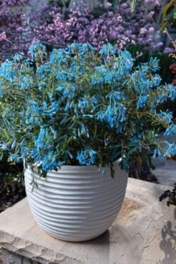 Hillier Porcelain Blue Corydalis - 1 Gallon Pot -Wilson Bros Gardens Plant Sales Store corydalis flexuosa porcelian blue 5