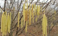American Hazelnut (Filbert) - 1 Gallon Pot -Wilson Bros Gardens Plant Sales Store corylus american american hazelnut fall leaves 10