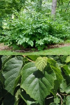 American Hazelnut (Filbert) - 1 Gallon Pot -Wilson Bros Gardens Plant Sales Store corylus american american hazelnut fall leaves 13