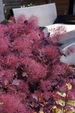 Dusky Maiden Smoke Tree (Single Trunk Topiary) - 7 Gallon Pot (4-5') 8 Dusky Maiden Smoke Tree (Single Trunk Topiary) - 7 Gallon Pot (4-5') -Wilson Bros Gardens Plant Sales Store cotinus dusky maiden smoke bush 4