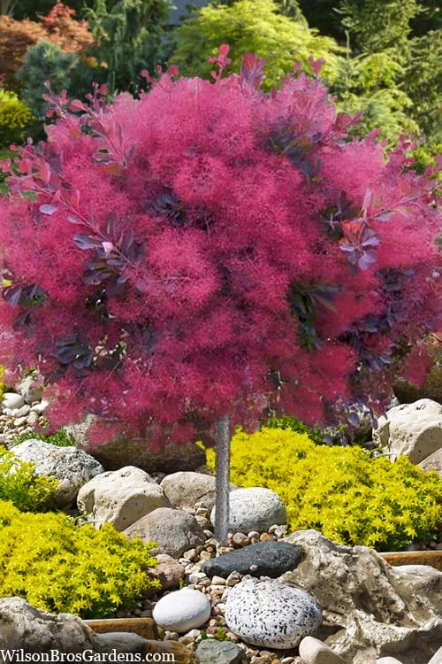 Dusky Maiden Smoke Tree (Single Trunk Topiary) - 7 Gallon Pot (4-5') 1 Dusky Maiden Smoke Tree (Single Trunk Topiary) - 7 Gallon Pot (4-5')