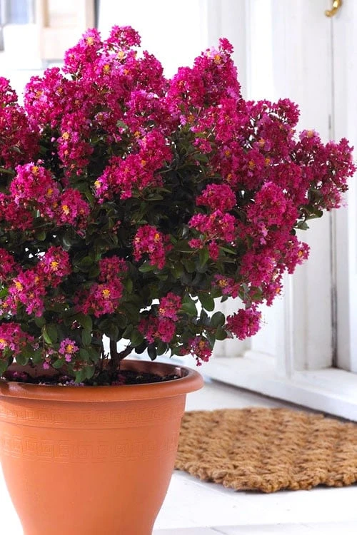 Berry Dazzle Dwarf Crape Myrtle - 2 Gallon Pot 1 Berry Dazzle Dwarf Crape Myrtle - 2 Gallon Pot