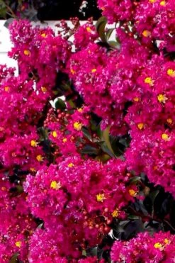 Berry Dazzle Dwarf Crape Myrtle (Single-Trunk Topiary) - 7 Gallon Pot -Wilson Bros Gardens Plant Sales Store crape myrtle berry dazzle tree form topiary standard 2