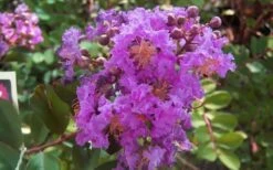 Early Bird Purple Crape Myrtle - 2 Gallon Pot -Wilson Bros Gardens Plant Sales Store crapemyrtleearlybirdpurple