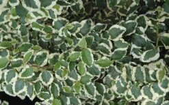 Variegated Creeping Fig - Ficus Pumila 'Variegata' - 6 Pack Of Pint Pots -Wilson Bros Gardens Plant Sales Store creeping fig ficus pumila variegata 50