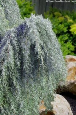 Raywood Weeping Arizona Cypress - 6 Gallon Pot -Wilson Bros Gardens Plant Sales Store cupressus arizonica raymonds weeping arizona cypress 3