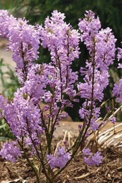 Lilac Daphne (Daphne Genkwa) - 2 Gallon Pot -Wilson Bros Gardens Plant Sales Store daphne genkwa lilac daphne 5