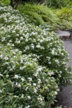Jim's Pride White Summer Daphne - Daphne X Transatlantica - 2 Gallon Pot -Wilson Bros Gardens Plant Sales Store daphne jims pride 1 1