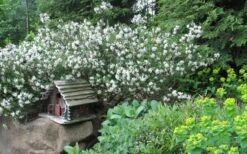Jim's Pride White Summer Daphne - Daphne X Transatlantica - 1 Gallon Pot 9 Jim's Pride White Summer Daphne - Daphne X Transatlantica - 1 Gallon Pot -Wilson Bros Gardens Plant Sales Store daphne jims pride 3