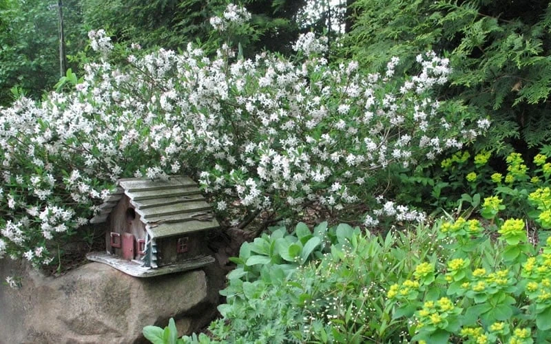 Jim's Pride White Summer Daphne - Daphne X Transatlantica - 1 Gallon Pot 4 Jim's Pride White Summer Daphne - Daphne X Transatlantica - 1 Gallon Pot - Image 4