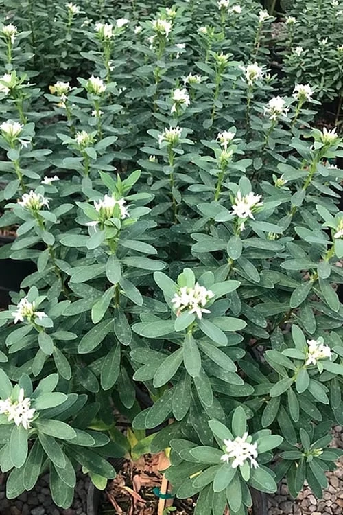 Jim's Pride White Summer Daphne - Daphne X Transatlantica - 1 Gallon Pot 6 Jim's Pride White Summer Daphne - Daphne X Transatlantica - 1 Gallon Pot - Image 6