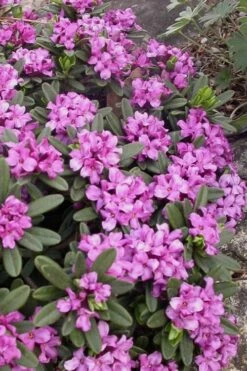 Lawrence Crocker Dwarf Daphne - 1 Gallon Pot -Wilson Bros Gardens Plant Sales Store daphne lawrence crocker 3