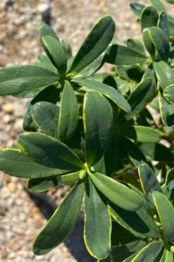 Splash Variegated Summer Daphne - 1 Gallon Pot 9 Splash Variegated Summer Daphne - 1 Gallon Pot -Wilson Bros Gardens Plant Sales Store daphne splash summer daphne 1