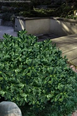 Splash Variegated Summer Daphne - 1 Gallon Pot 10 Splash Variegated Summer Daphne - 1 Gallon Pot -Wilson Bros Gardens Plant Sales Store daphne splash variegated summer daphne 6