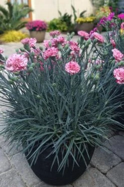 Pinball Wizard Dianthus - 1 Gallon Pot 15 Pinball Wizard Dianthus - 1 Gallon Pot -Wilson Bros Gardens Plant Sales Store dianthus pinball wizard 10