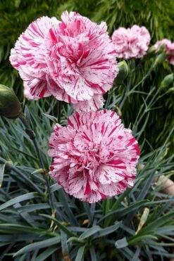 Pinball Wizard Dianthus - 1 Gallon Pot 14 Pinball Wizard Dianthus - 1 Gallon Pot -Wilson Bros Gardens Plant Sales Store dianthus pinball wizard 4