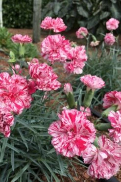 Pinball Wizard Dianthus - 1 Gallon Pot 13 Pinball Wizard Dianthus - 1 Gallon Pot -Wilson Bros Gardens Plant Sales Store dianthus pinball wizard 5