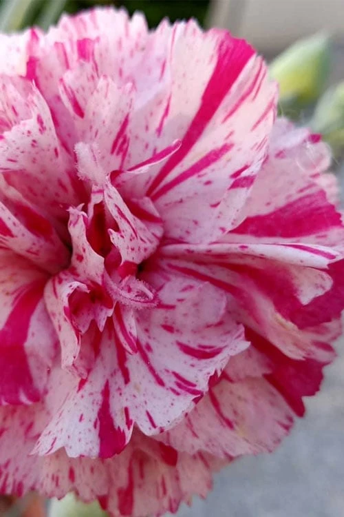 Pinball Wizard Dianthus - 1 Gallon Pot 1 Pinball Wizard Dianthus - 1 Gallon Pot