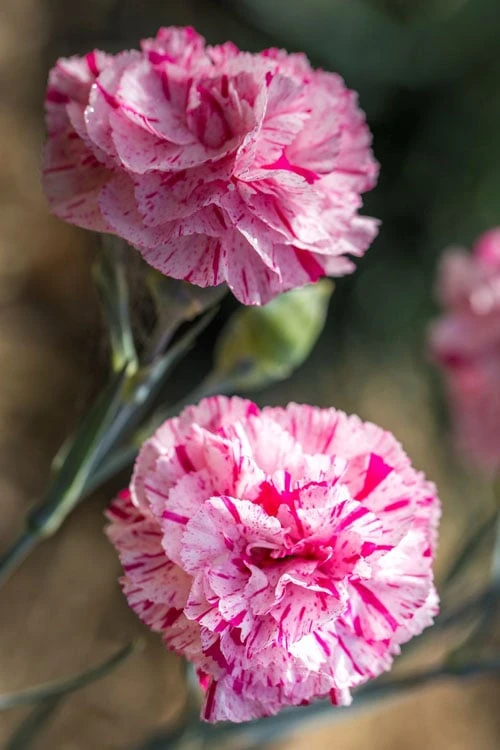 Pinball Wizard Dianthus - 1 Gallon Pot 9 Pinball Wizard Dianthus - 1 Gallon Pot - Image 9