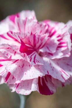 Pinball Wizard Dianthus - 1 Gallon Pot 19 Pinball Wizard Dianthus - 1 Gallon Pot -Wilson Bros Gardens Plant Sales Store dianthus pinball wizard 8
