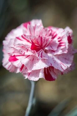 Pinball Wizard Dianthus - 1 Gallon Pot 16 Pinball Wizard Dianthus - 1 Gallon Pot -Wilson Bros Gardens Plant Sales Store dianthus pinball wizard 9