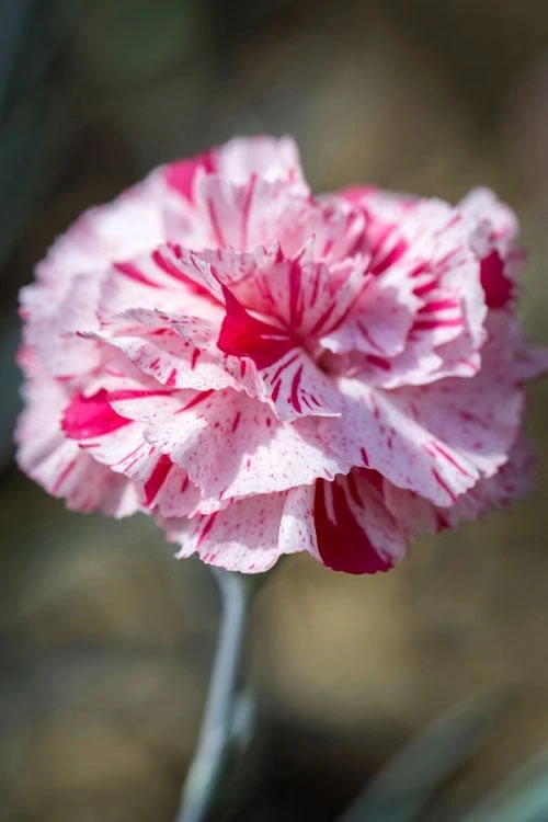 Pinball Wizard Dianthus - 1 Gallon Pot 7 Pinball Wizard Dianthus - 1 Gallon Pot - Image 7