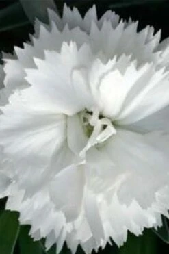 Super Trouper White Dianthus - 5 Pack Of Quart Pots -Wilson Bros Gardens Plant Sales Store dianthus super trouper white 500x750 1