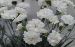 Super Trouper White Dianthus - 5 Pack Of Quart Pots -Wilson Bros Gardens Plant Sales Store dianthus supertrouper white carnations 2