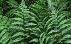 Champions Wood Fern (Dryopteris Championii) - 1 Gallon Pot -Wilson Bros Gardens Plant Sales Store dryopteris championii champions wood fern 2