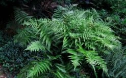 Champions Wood Fern (Dryopteris Championii) - 1 Gallon Pot -Wilson Bros Gardens Plant Sales Store dryopteris championii champions wood fern 6